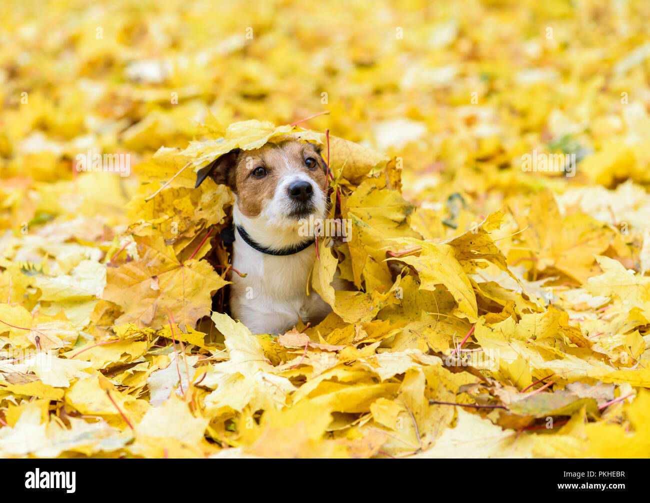 Hund liegend unter Gelb gefallenen Blätter im Herbst begraben Stockfoto
