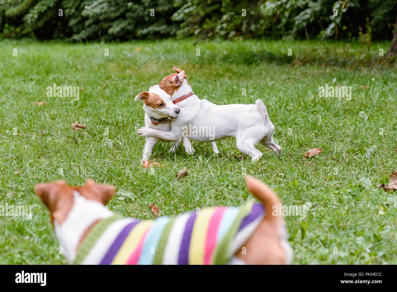 49+ Hund Ohne Leine Weg Gartenanlage, Hunde dürfen jedoch in