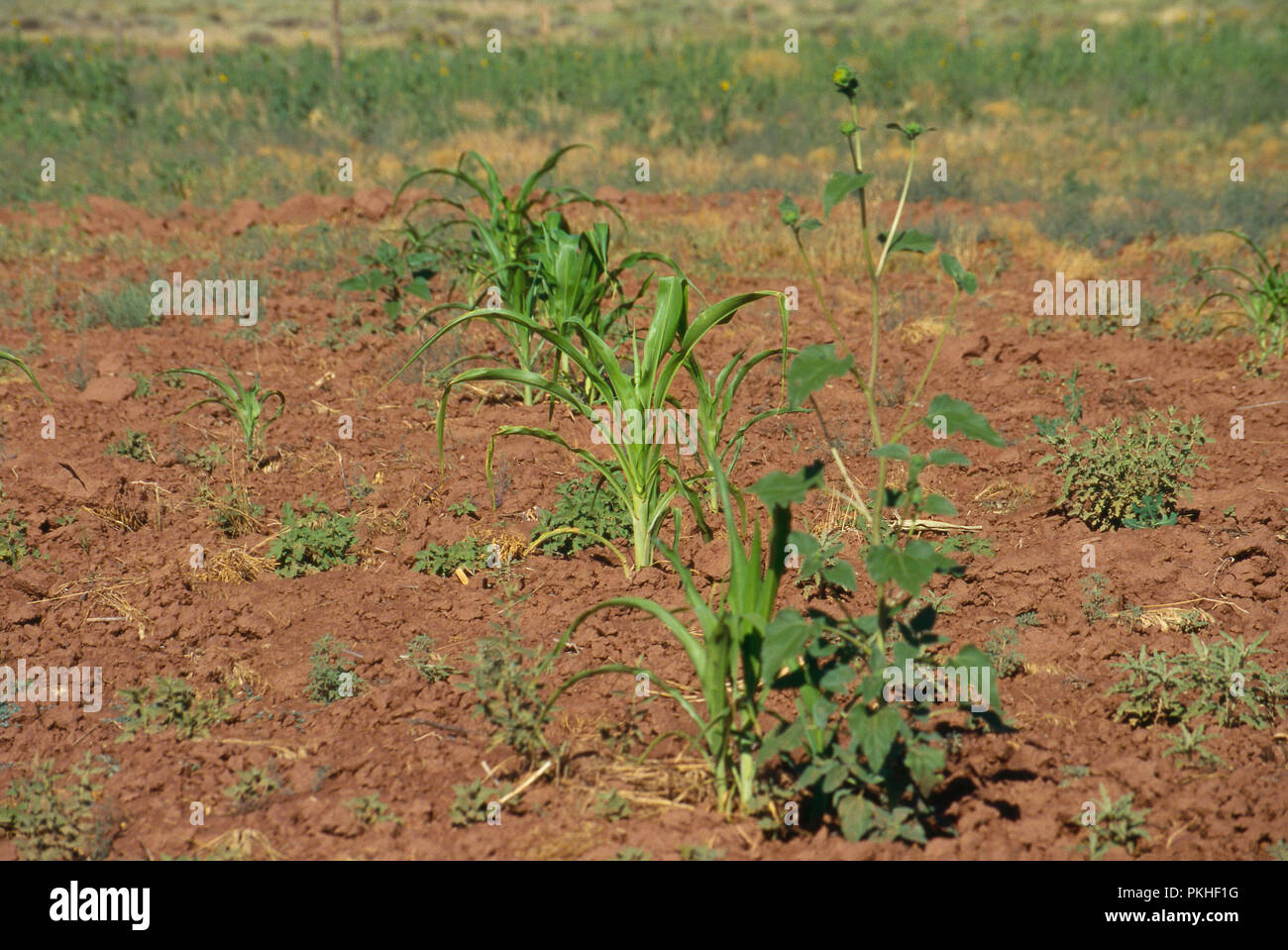 Trockene Landwirtschaft Mais (Mais) in der Nähe von Zuni Pueblo, New Mexico. Foto Stockfoto