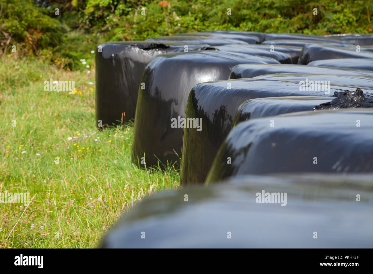 Strohballen in Kunststoff schwarz über ein grünes Feld im Sommer, Galicien gewickelt, Nordspanien. Stockfoto