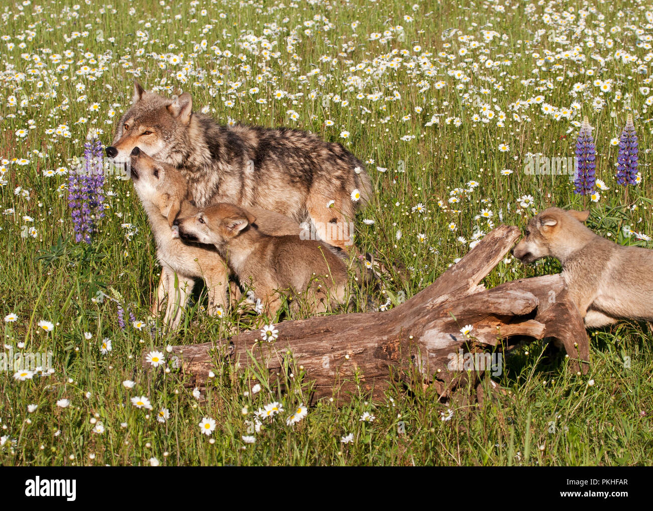 Wolf Welpen und Mama in Wildflower Meadow Stockfoto