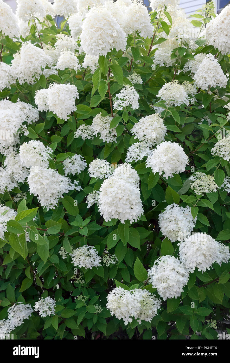 Weiße Hortensie (Hydrangea paniculata) bush wächst auf einem Rasen in Massachusetts, USA. Stockfoto