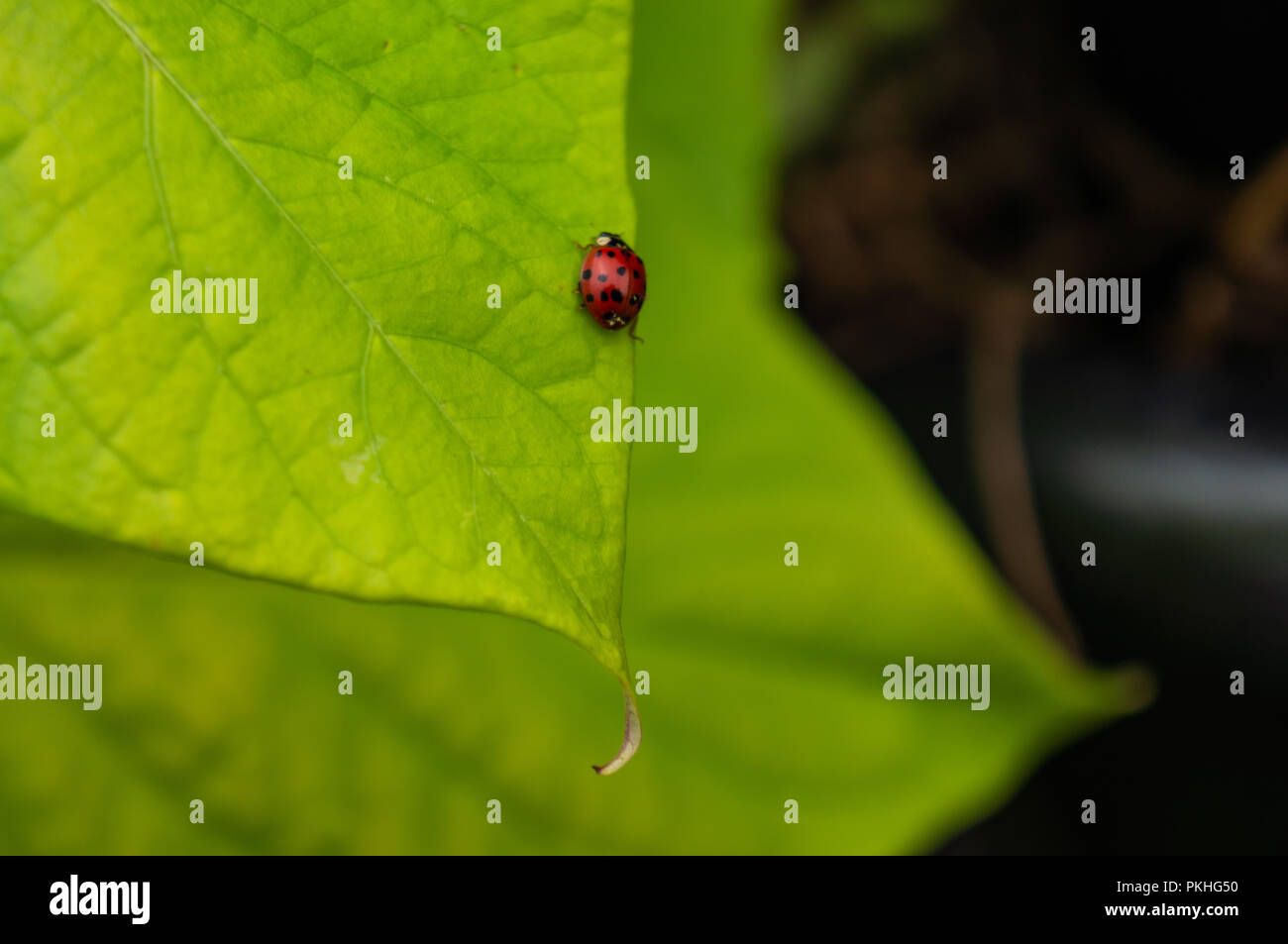 Fliegen von Lady bug Stockfoto