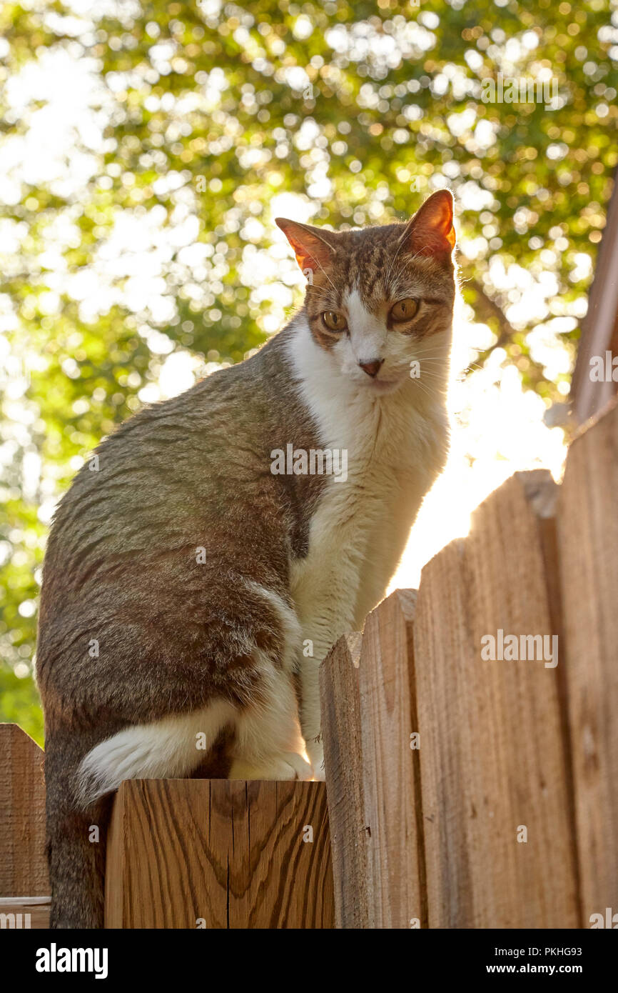 Katze auf Holz Zaun Stockfoto