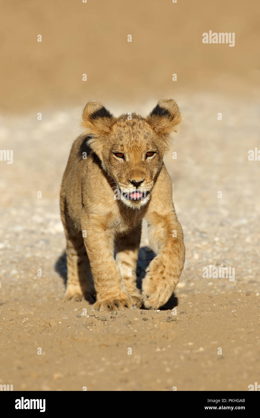 Kleine Afrikanische lion Cub (Panthera leo) läuft, Kalahari Wüste, Südafrika Stockfoto