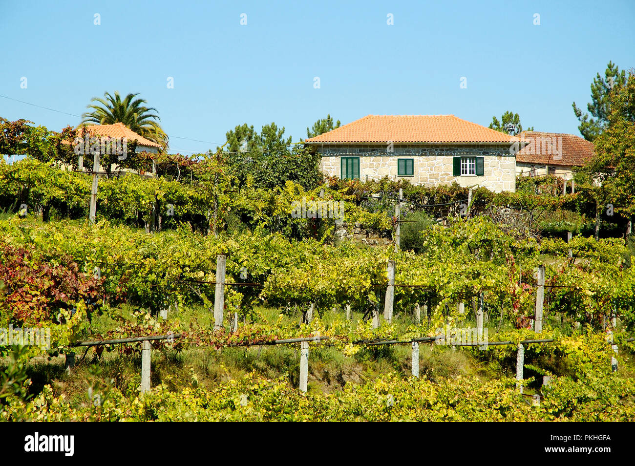 Weinberge in Ponte da Barca Stockfoto
