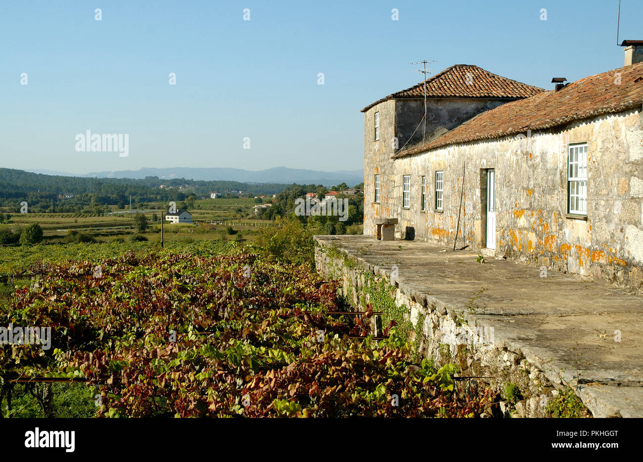 Weinberge in Monção während der Ernte. Minho, Portugal Stockfoto