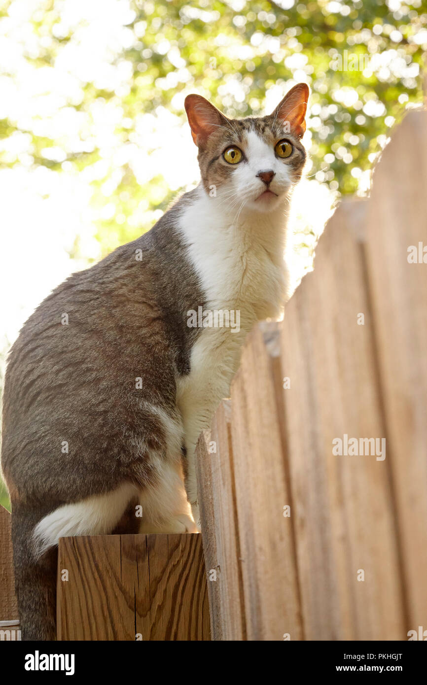 Katze auf Holz Zaun Stockfoto