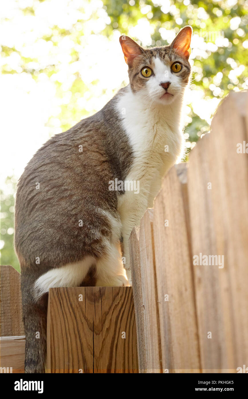 Katze auf Holz Zaun Stockfoto