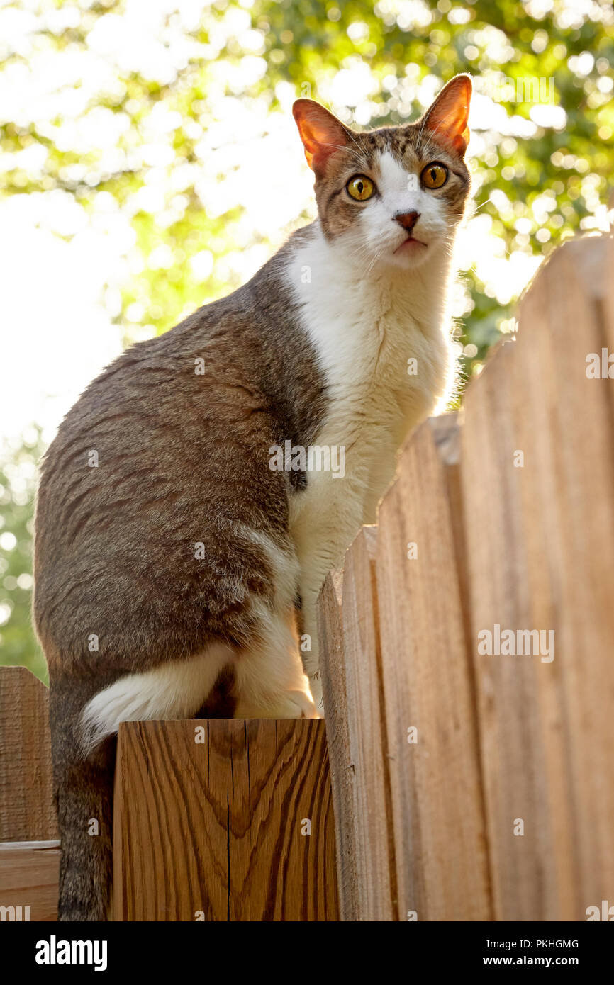 Katze auf Holz Zaun Stockfoto