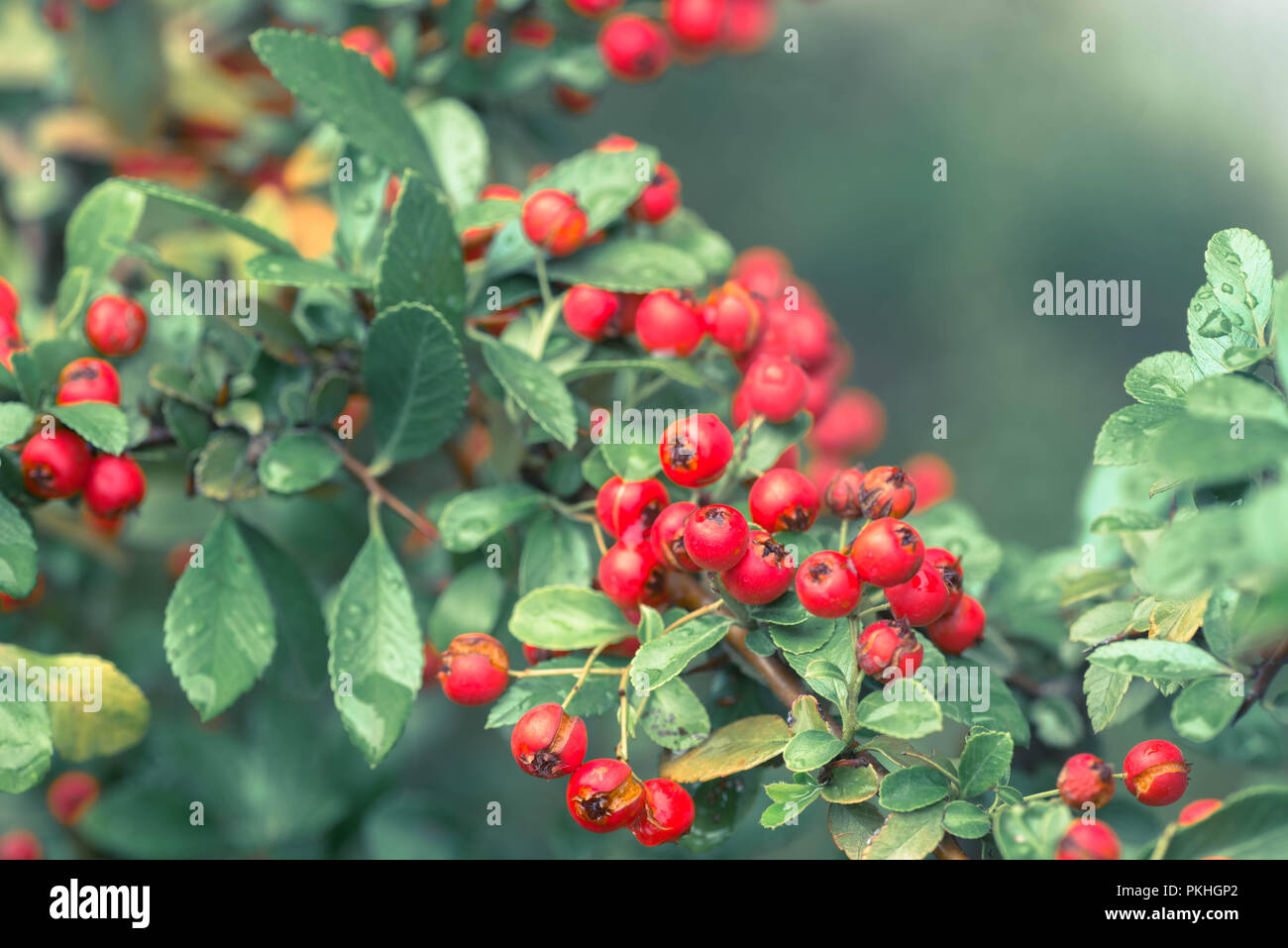 Cotoneaster horizontalis rote Beeren auf Zweig mit Wassertropfen Makro Stockfoto