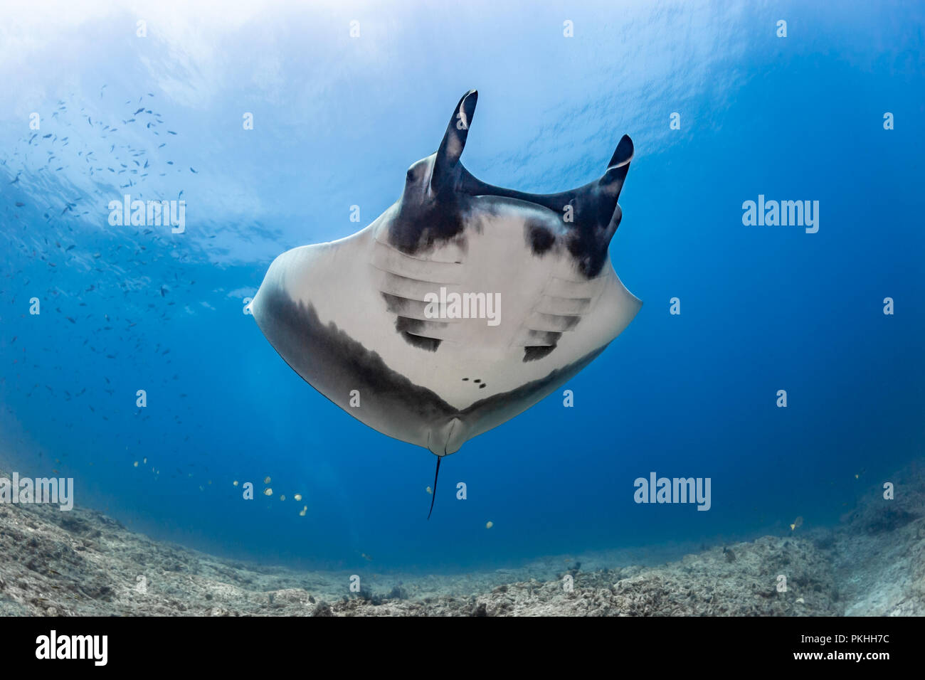 Riesigen pazifischen Mantarochen im La Reina, Meer von Cortez (Manta birostris) Stockfoto