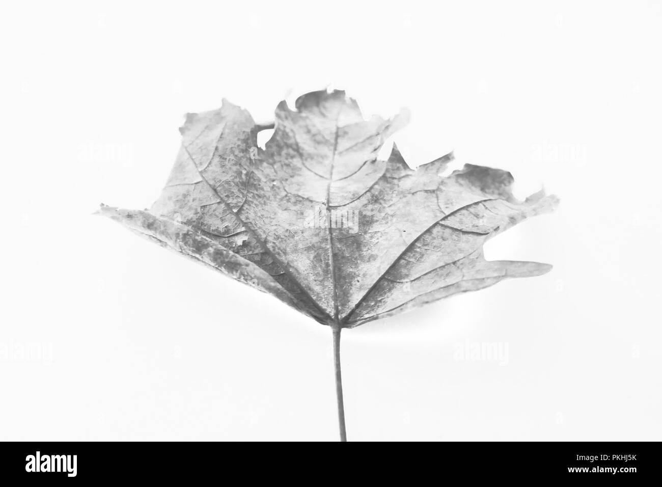 Eine gewellte, getrocknet maple leaf auf weißem Hintergrund in Schwarz und Weiß. Stockfoto