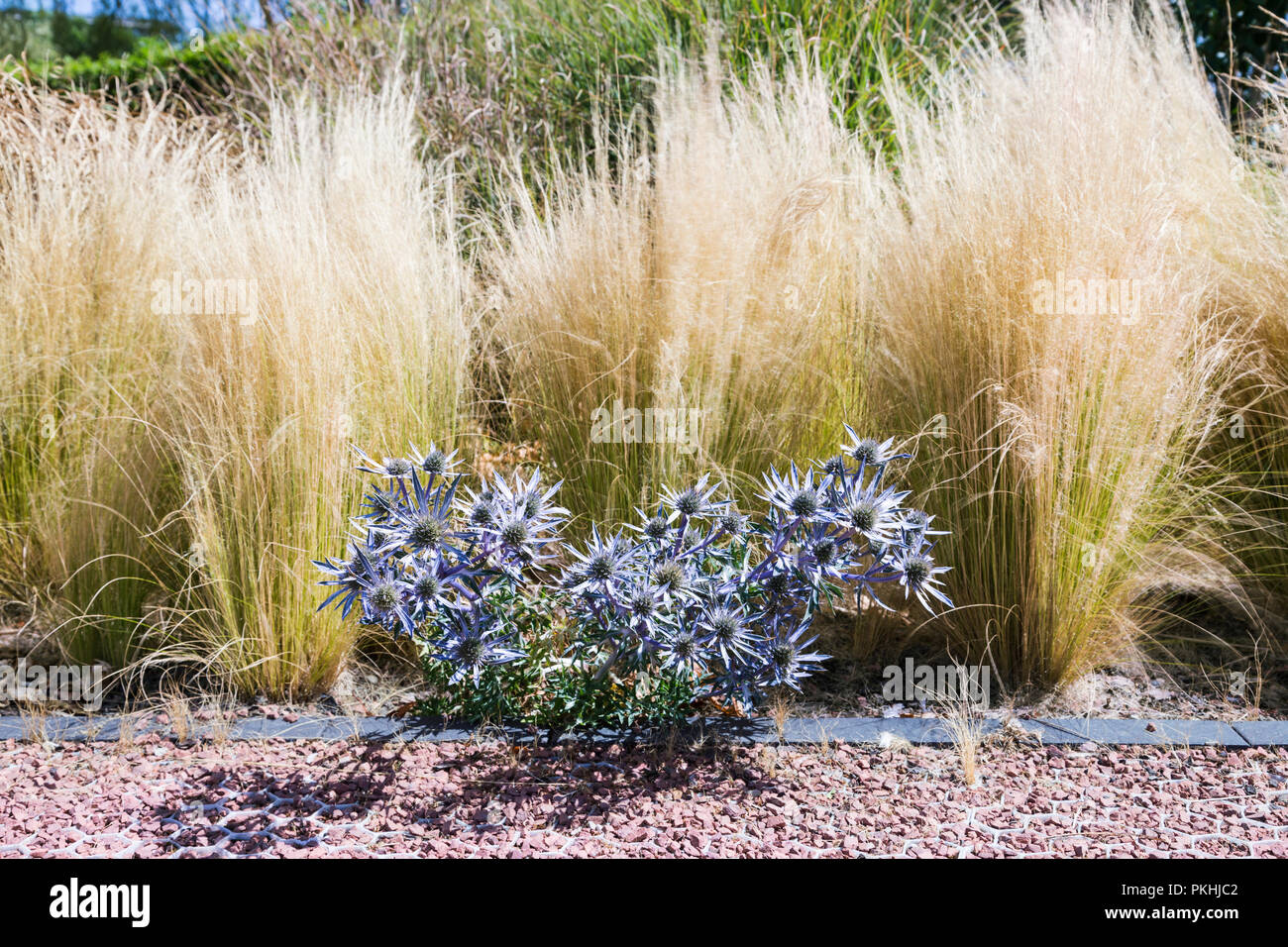 Blumenstrauß von dornigen Blue Sea Holly (eryngium Planum) Pflanze Stockfoto