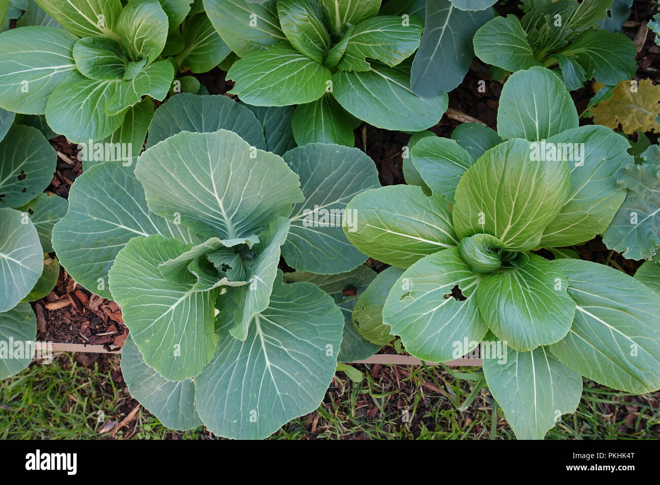 Homegrown Kohl und Bok choy oder Pak Choi auf Gemüsebeet Stockfoto