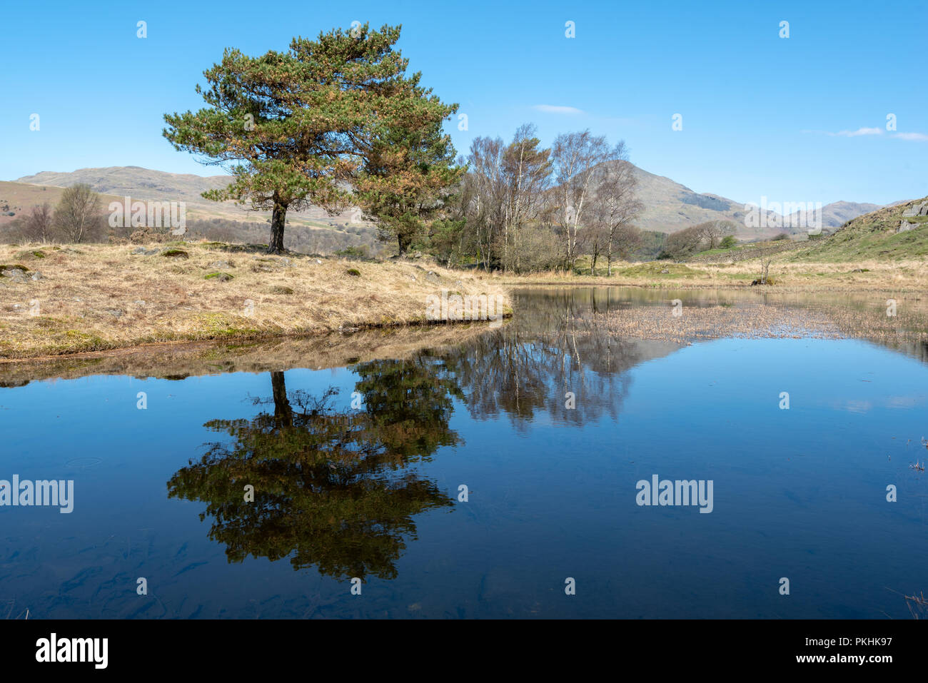 Close up Baum Reflexion in flachen klaren Teich im Winter mit wenig verstreute weiße Wolken, England Stockfoto