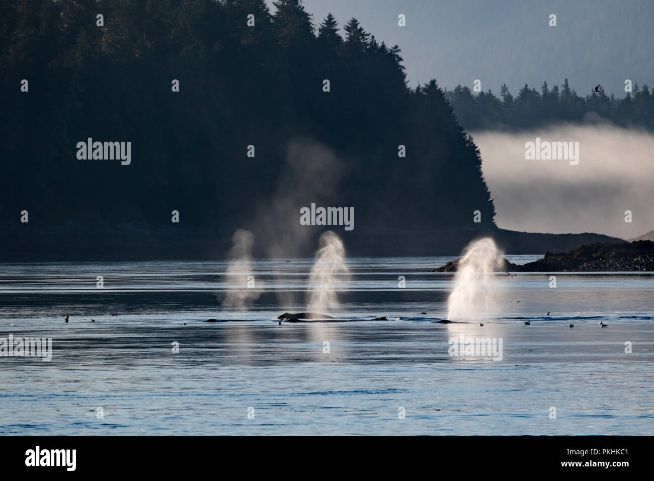 Beleuchtete bläst in dramatischen Licht einer Gruppe von Bubble Netz Buckelwale in Southeast Alaska Stockfoto
