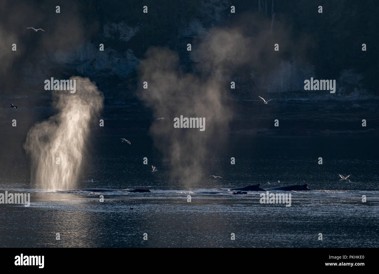Beleuchtete bläst in dramatischen Licht einer Gruppe von Bubble Netz Buckelwale in Southeast Alaska Stockfoto