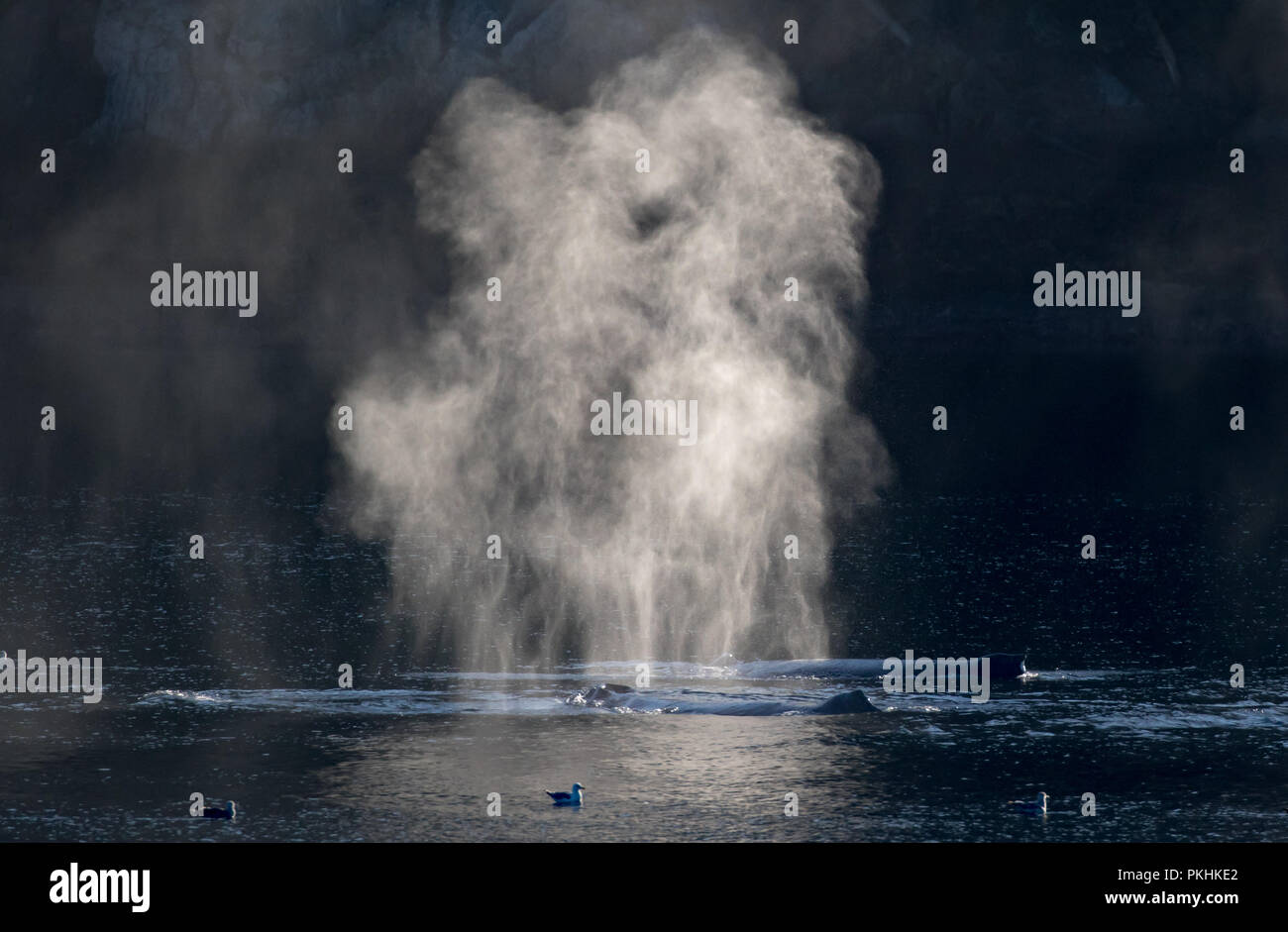 Beleuchtete bläst in dramatischen Licht einer Gruppe von Bubble Netz Buckelwale in Southeast Alaska Stockfoto