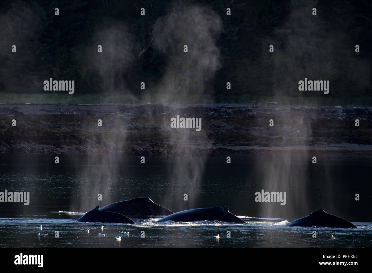 Beleuchtete bläst in dramatischen Licht einer Gruppe von Bubble Netz Buckelwale in Southeast Alaska Stockfoto