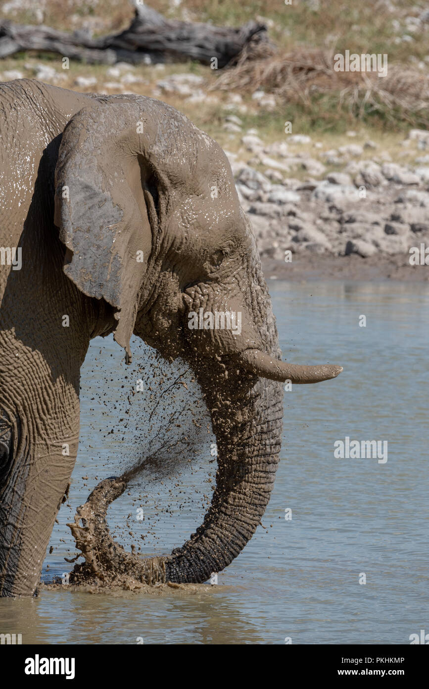 Nahaufnahme Kopf geschossen von jungen verspielten Elefant im Schlamm stehend in Wasserloch abgedeckt und Spritzen schmutziges Wasser auf Gesicht, Etosha National Park, Namibia Stockfoto