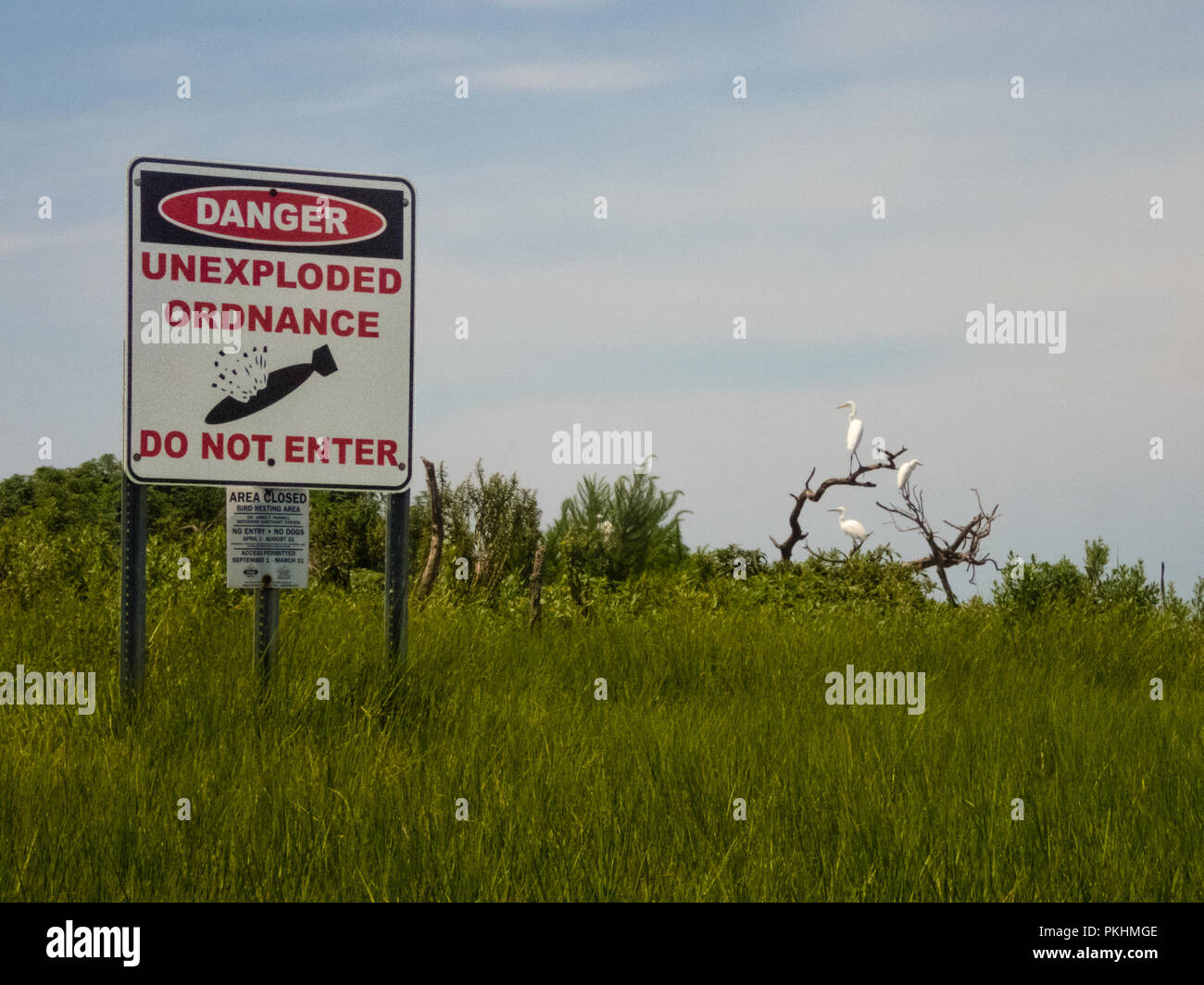 Gefahr nicht detonierte Sprengkörper nicht ein white heron Seevögel in der Nähe über Green Sea Grass gehockt Stockfoto