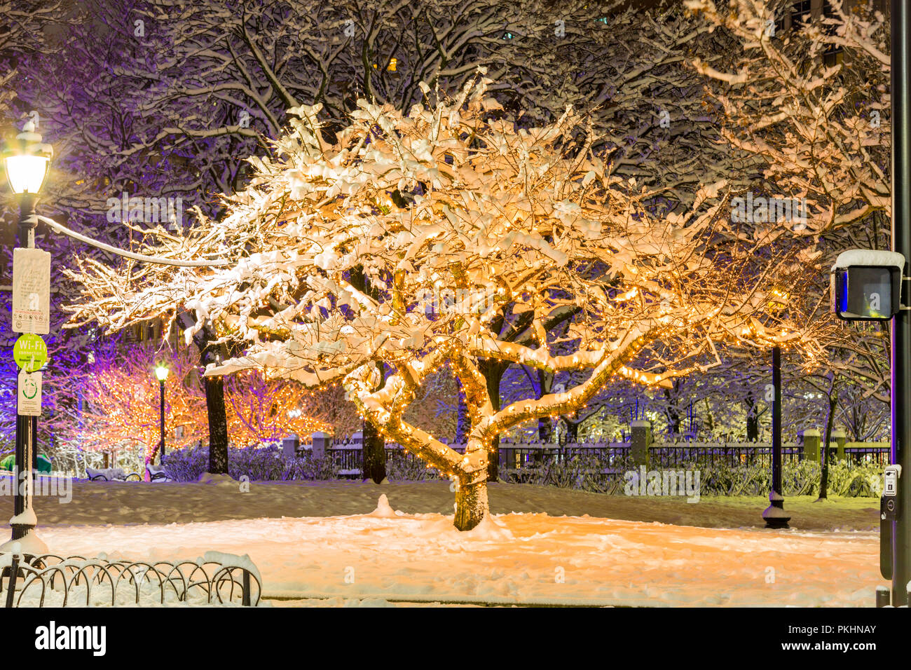 Diese gefrorenen Bäume wurden während der Weihnachtszeit in der Innenstadt von Boston. Stockfoto