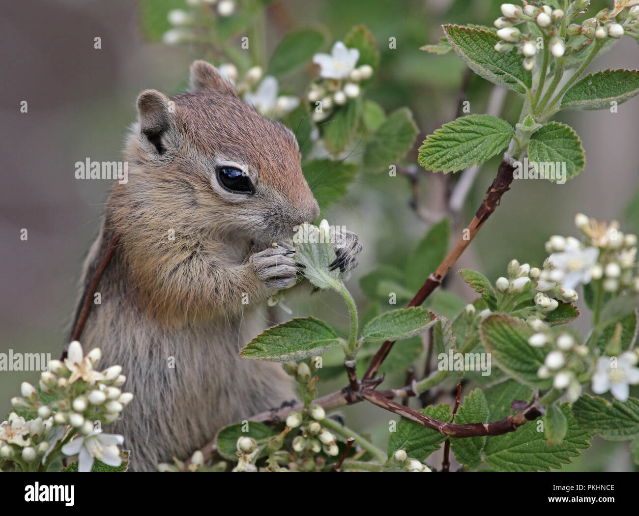 Eine Golden-mantled Ground Squirrel (Callospermophilus lateralis) Ernährung in einem Baum. In Estes Park, Colorado, USA. Stockfoto