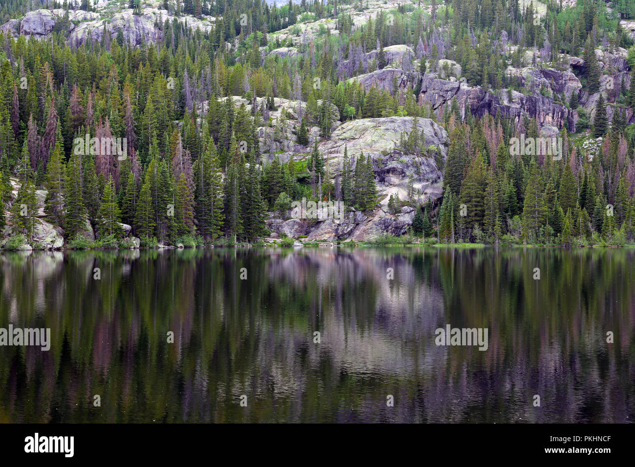 Eine Reflexion von Evergreens und die Felswand in Bear Lake. Schuß im Rocky Mountain National Park. Stockfoto