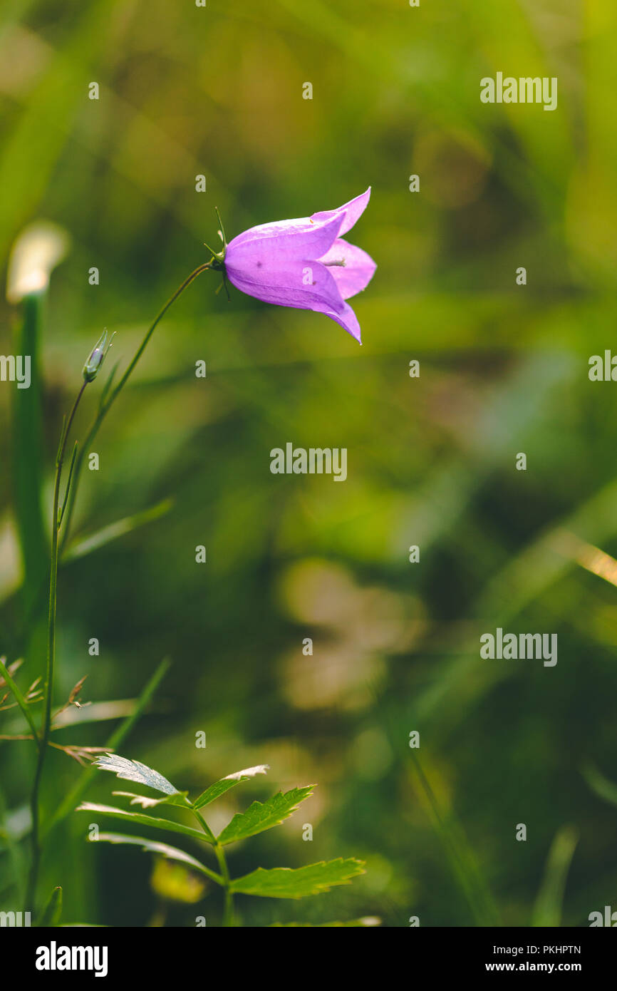 Makrofotografie der schönen einzelnen violette Blume Bell auf Sonnenuntergang auf einem grünen wilde Wiese. Stockfoto