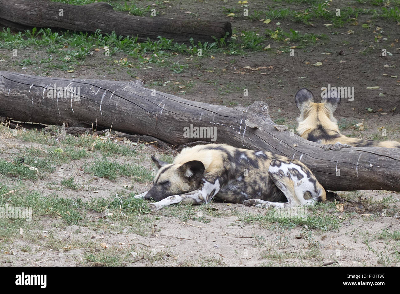 Afrikanischer Wildhund entspannen in Gefangenschaft Stockfoto
