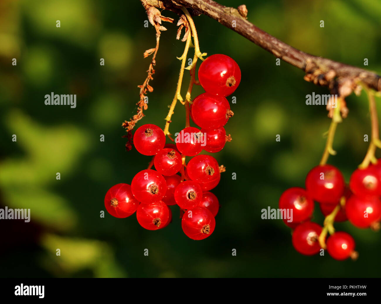 diese Idealer Ein Hängen Stockfotografie von vielen roten Zeitpunkt Beeren mit kleinen Beeren. Sammeln an Stamm der Johannisbeeren. für Alamy -