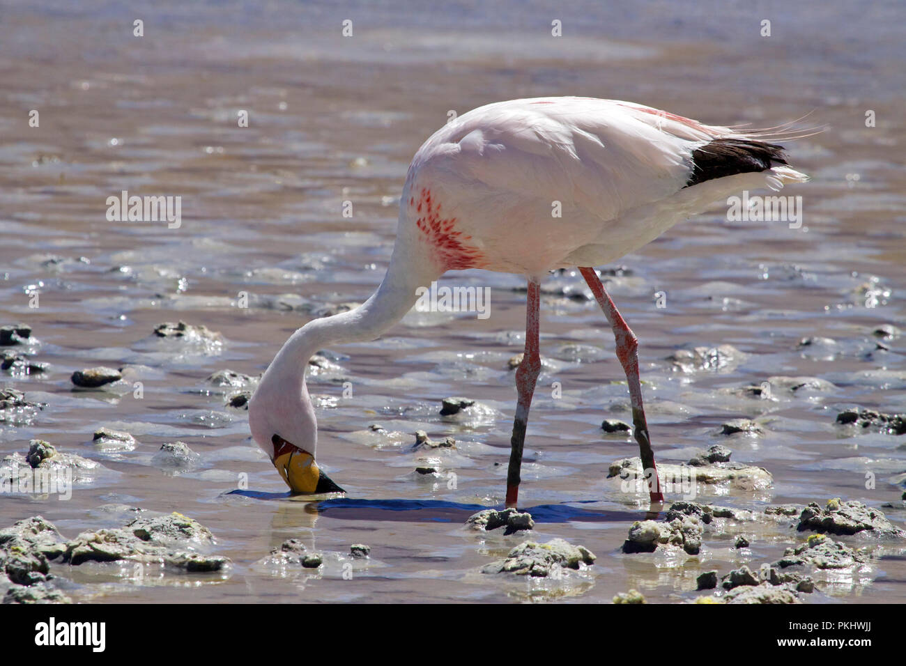 Jamess Flamingo (Phoenicopterus Jamesi), auch bekannt als der Puna-Flamingo ist eine südamerikanische Flamingo. Laguna Blanca, Bolivien. Stockfoto