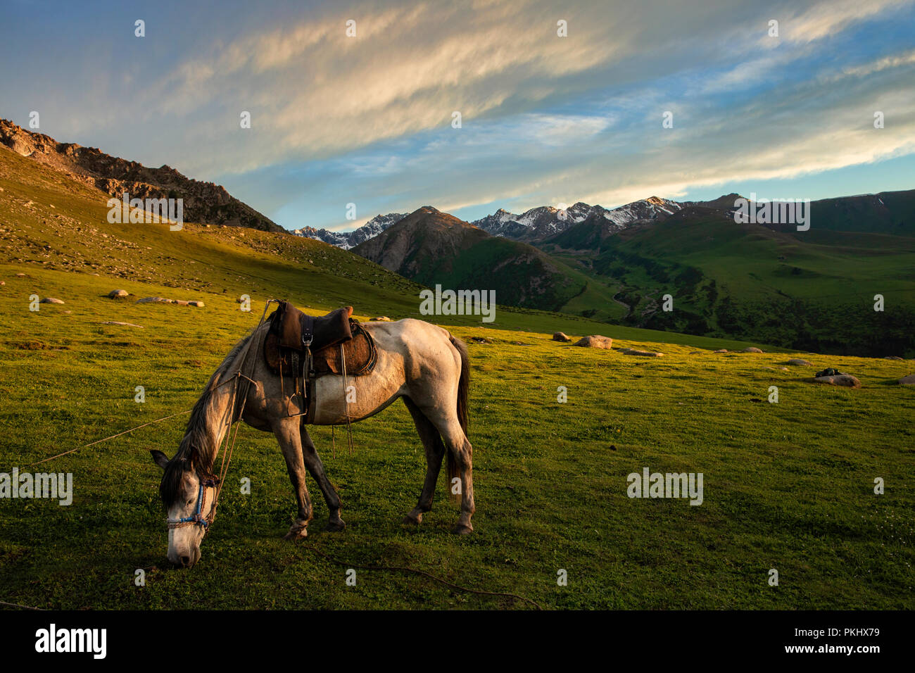 Pferd Schürfwunden an den goldenen Stunde mit Terskey Ala-Too Bergkette im Hintergrund, Keskenkyia Loop trek, Jyrgalan, Kirgisistan Stockfoto