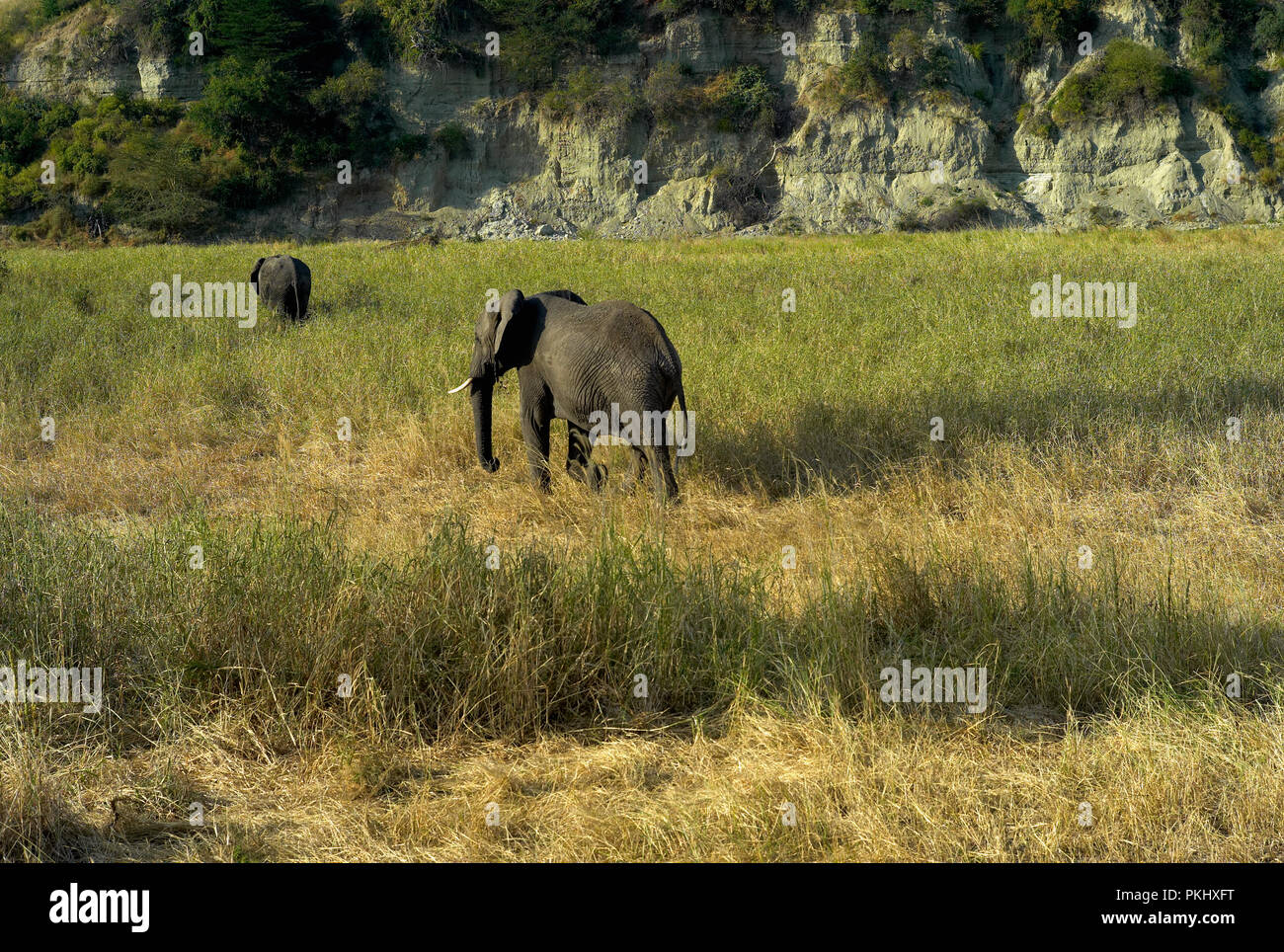 Zwei afrikanische Elefanten, die durch das Gras im Tarangire Nationalpark, Tansania, Afrika schlendern Stockfoto