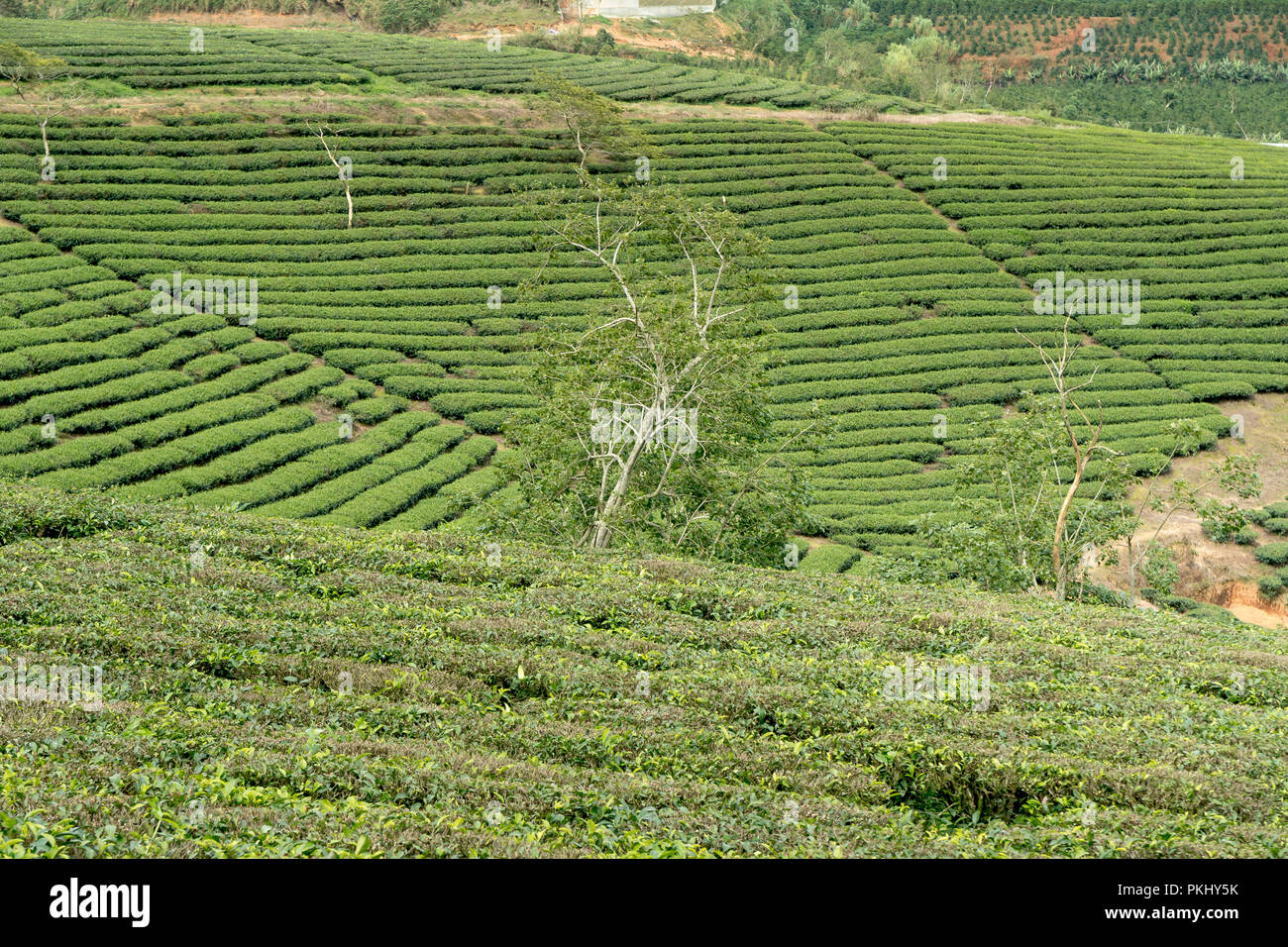 Morgens um Cau Dat Kaffee Farm in Da Lat, Vietnam. Stockfoto