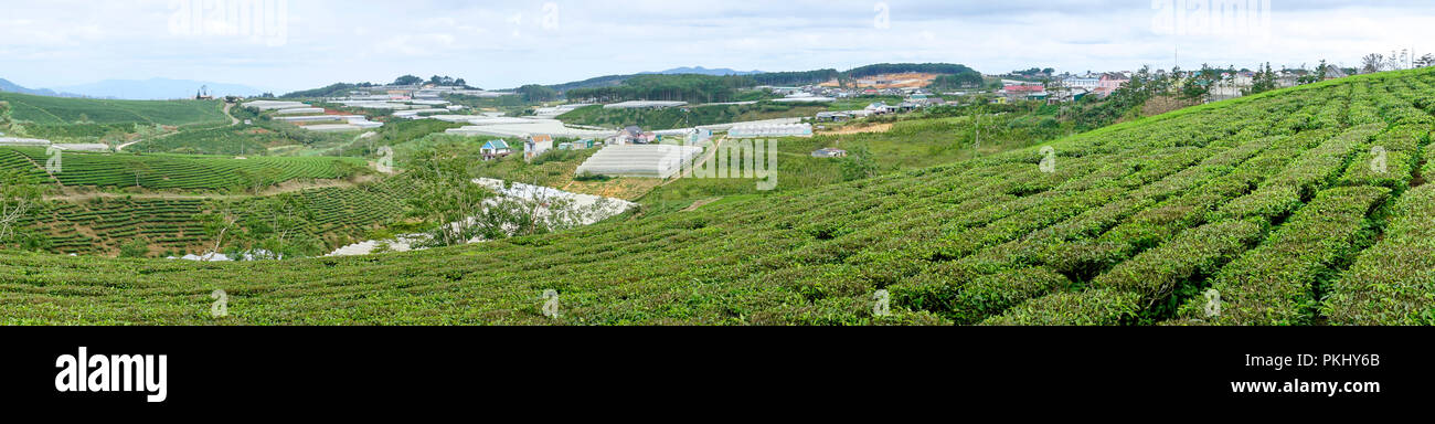 Morgens um Cau Dat Kaffee Farm in Da Lat, Vietnam. Stockfoto