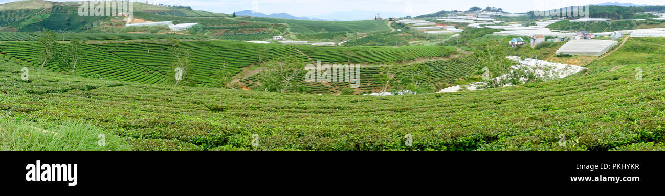 Morgens um Cau Dat Kaffee Farm in Da Lat, Vietnam. Stockfoto
