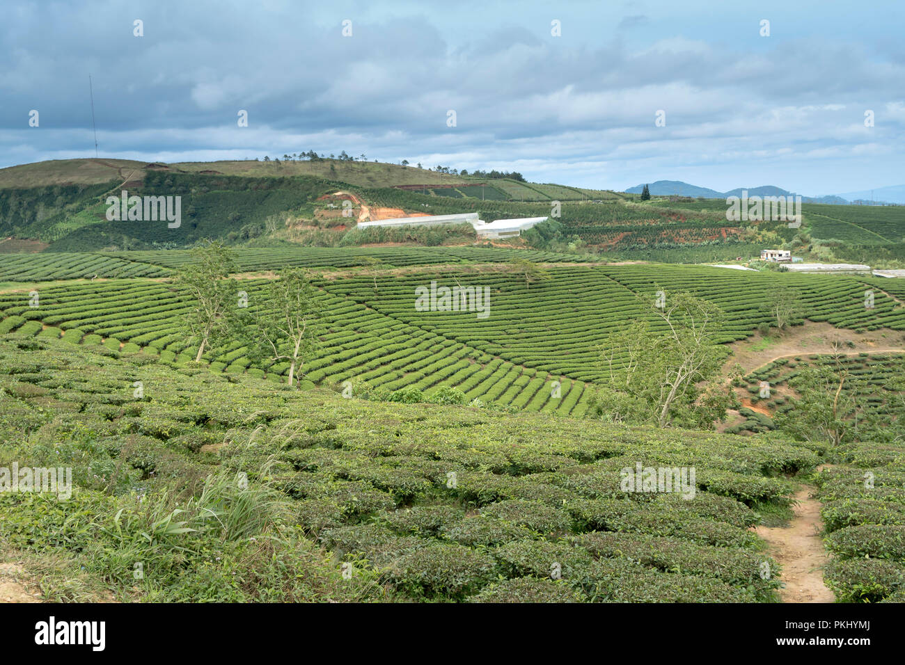 Morgens um Cau Dat Kaffee Farm in Da Lat, Vietnam. Stockfoto