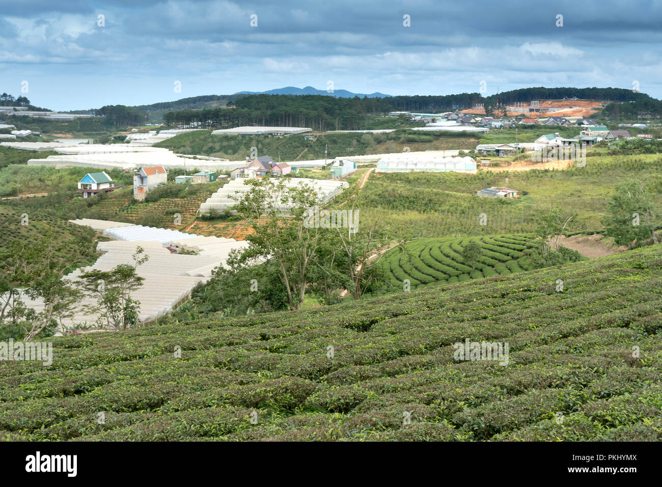 Morgens um Cau Dat Kaffee Farm in Da Lat, Vietnam. Stockfoto