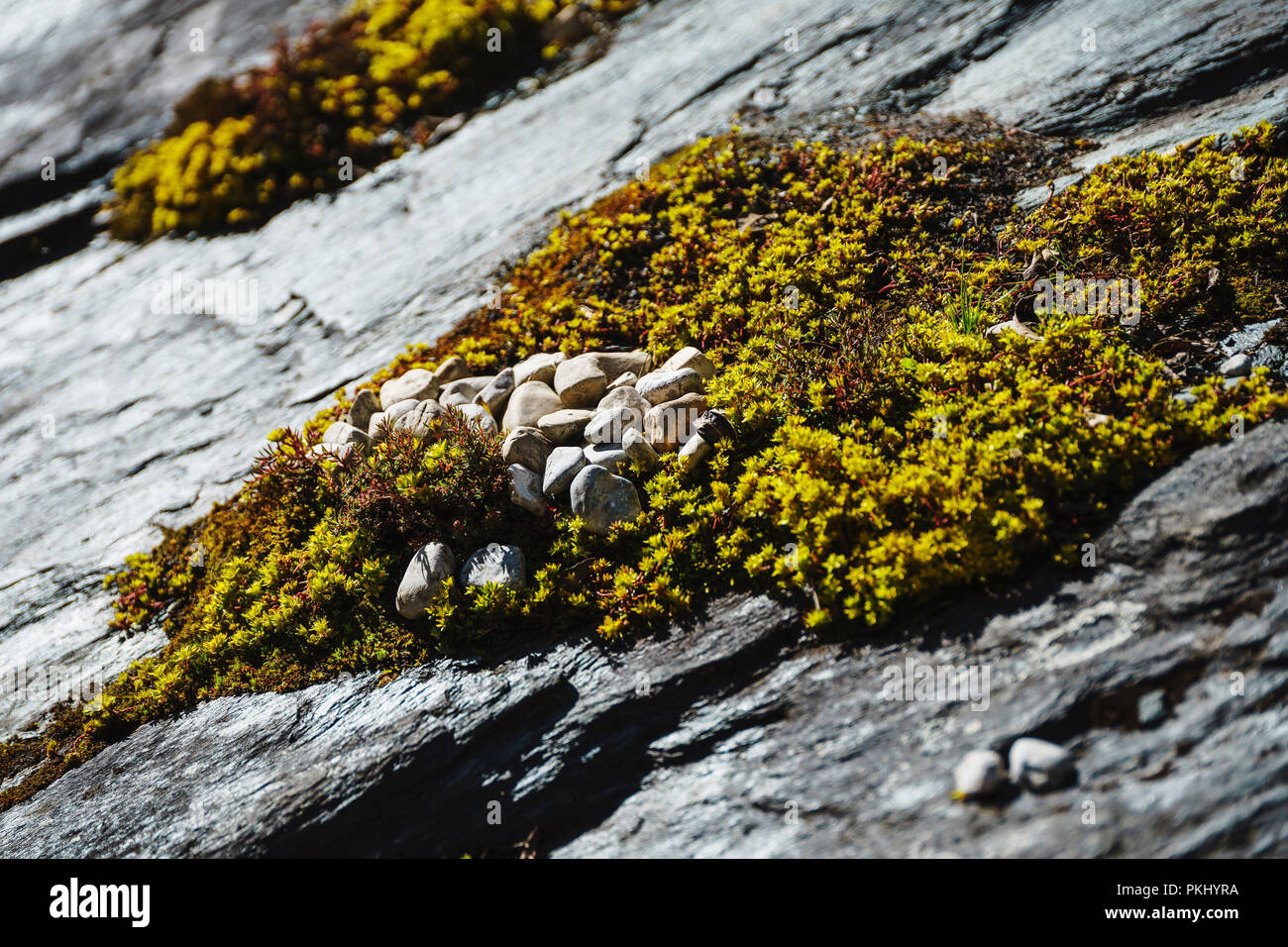 Auf der Klippe der Anlage Stockfoto