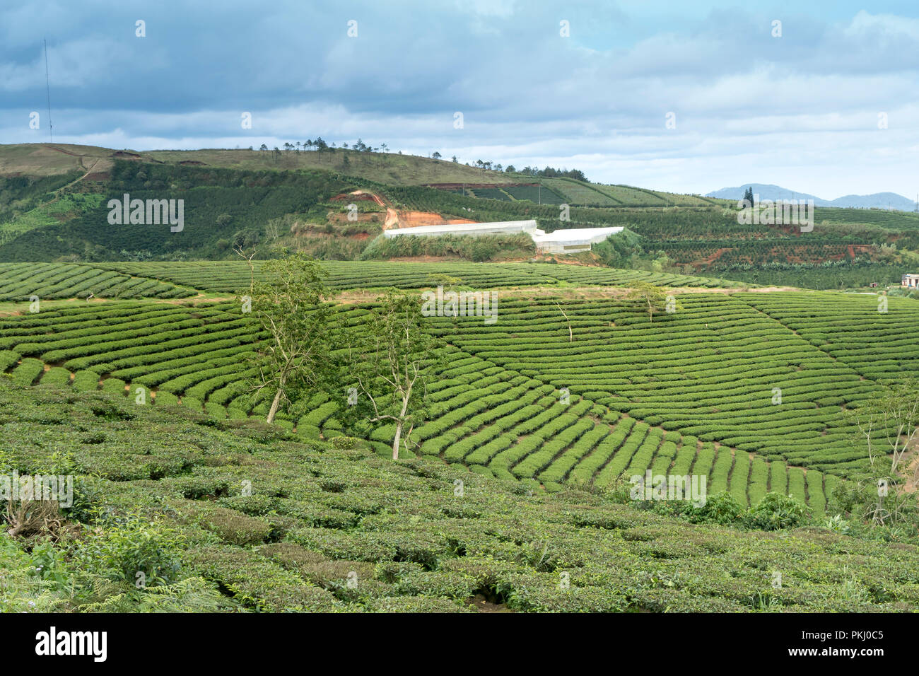 Morgens um Cau Dat Kaffee Farm in Da Lat, Vietnam. Stockfoto