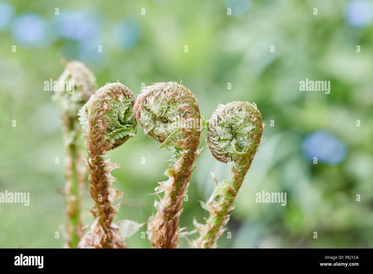 Eine Gruppe von der Abwicklung farn Blätter im Frühling Stockfoto