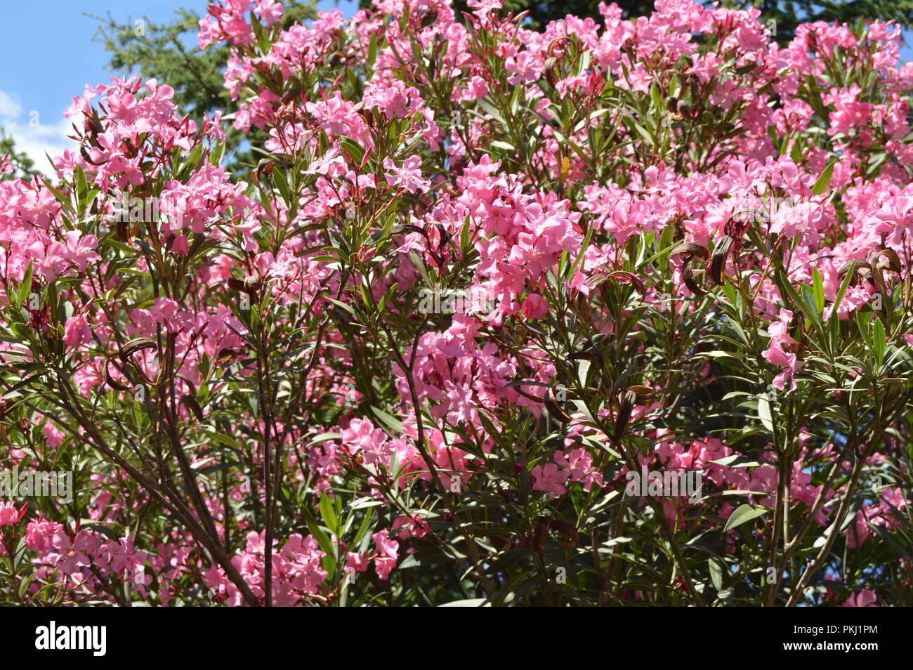 Oleander Hintergrund Stockfotos Und Bilder Kaufen Alamy