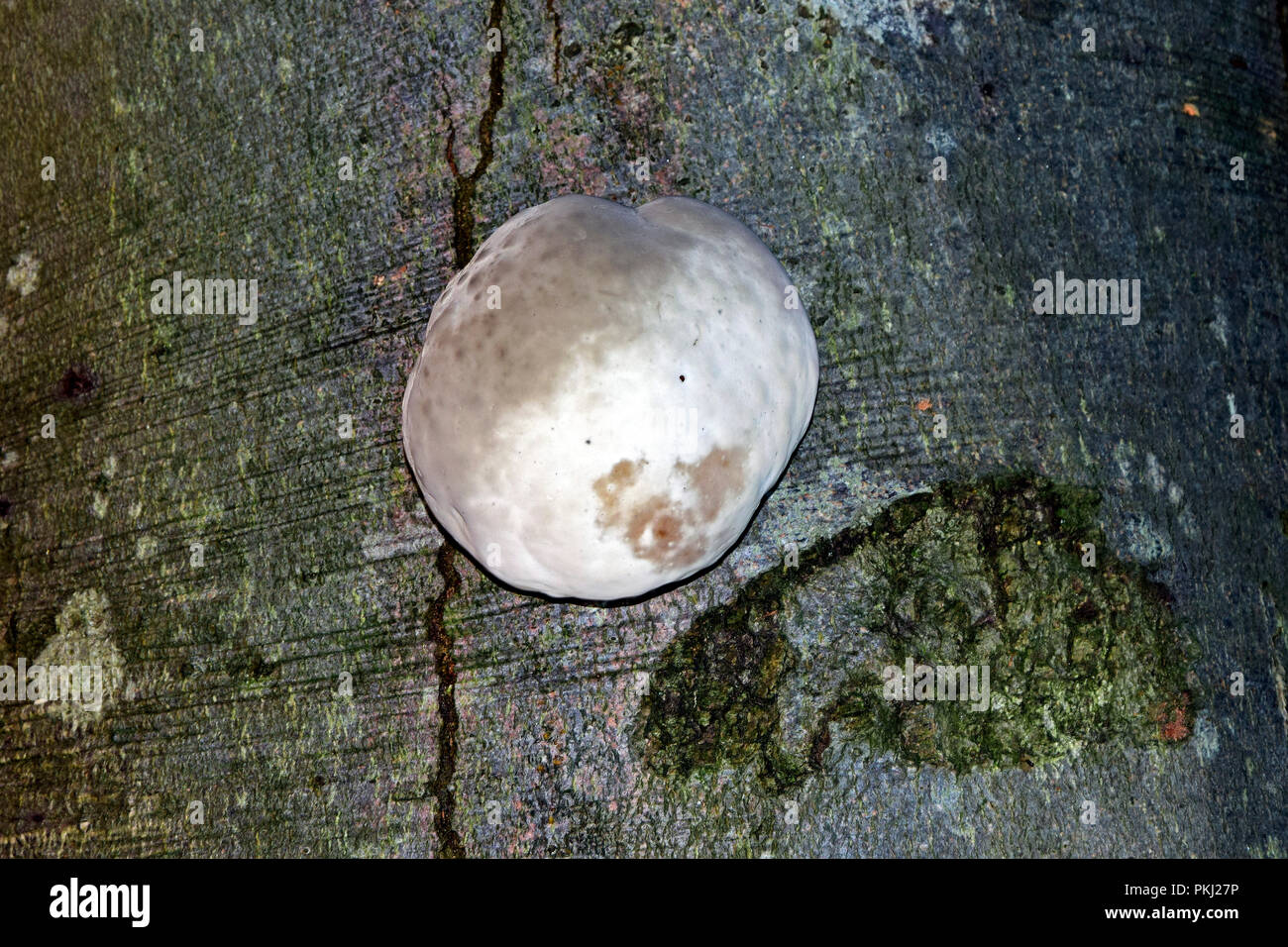 Weiß-grauen Kugel geformt Zunder Pilz wächst auf der Rinde eines toten Buche trunk Stockfoto