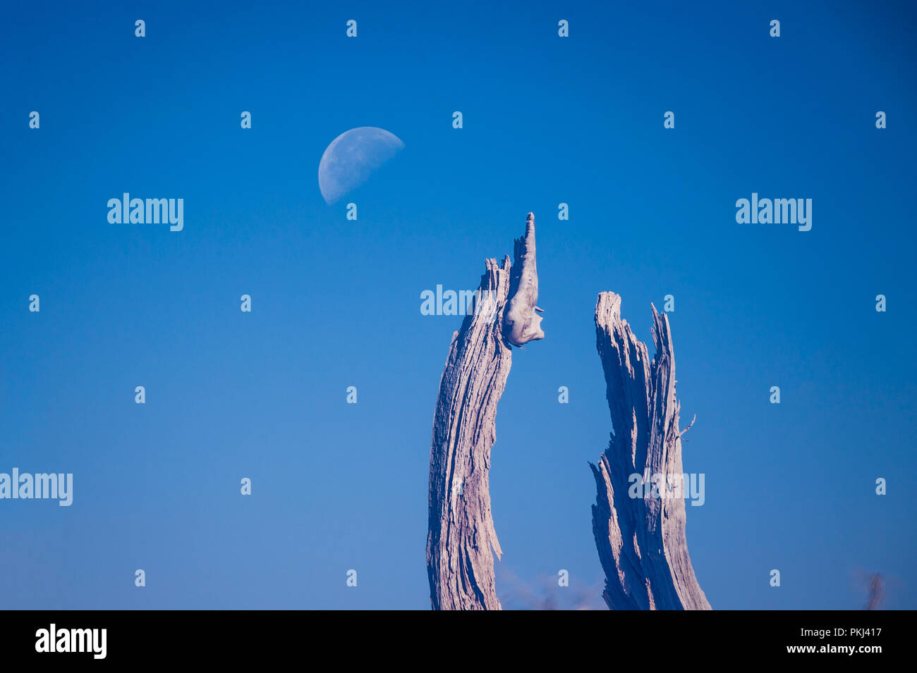 Die innere Mongolei Mesozoikum und Känozoikum seltsame Baum Stockfoto