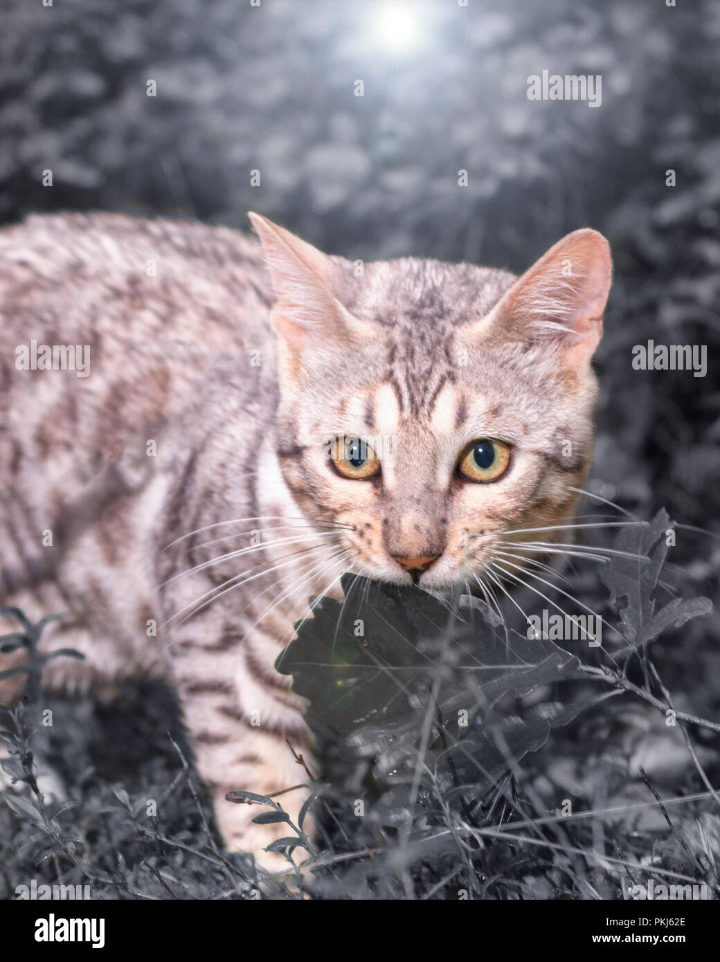 Schönen männlichen silver Bengal cat kitten Portrait im Freien Stockfoto