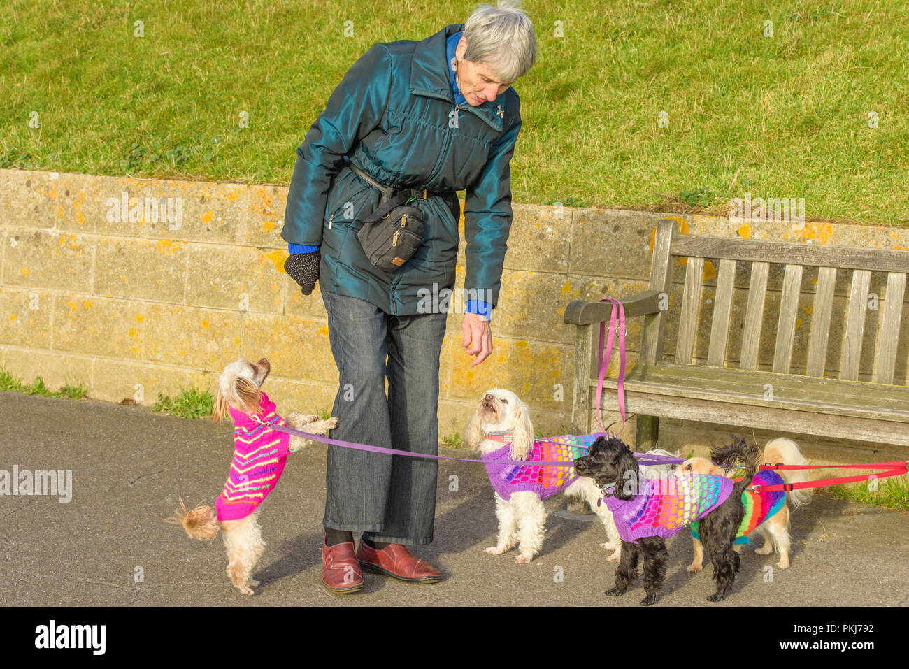 Drei Hunde tragen bunte Jacken mit ihrem Besitzer am Meer in Ramsgate Ramsgate, Kent, England, UK. Stockfoto