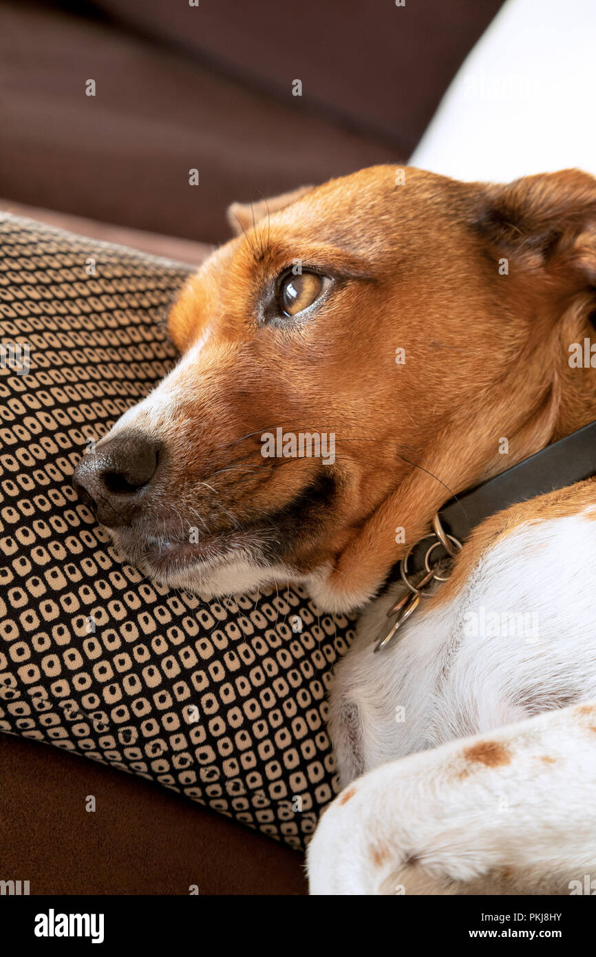 Verträumter mix terrier hündin Stockfoto