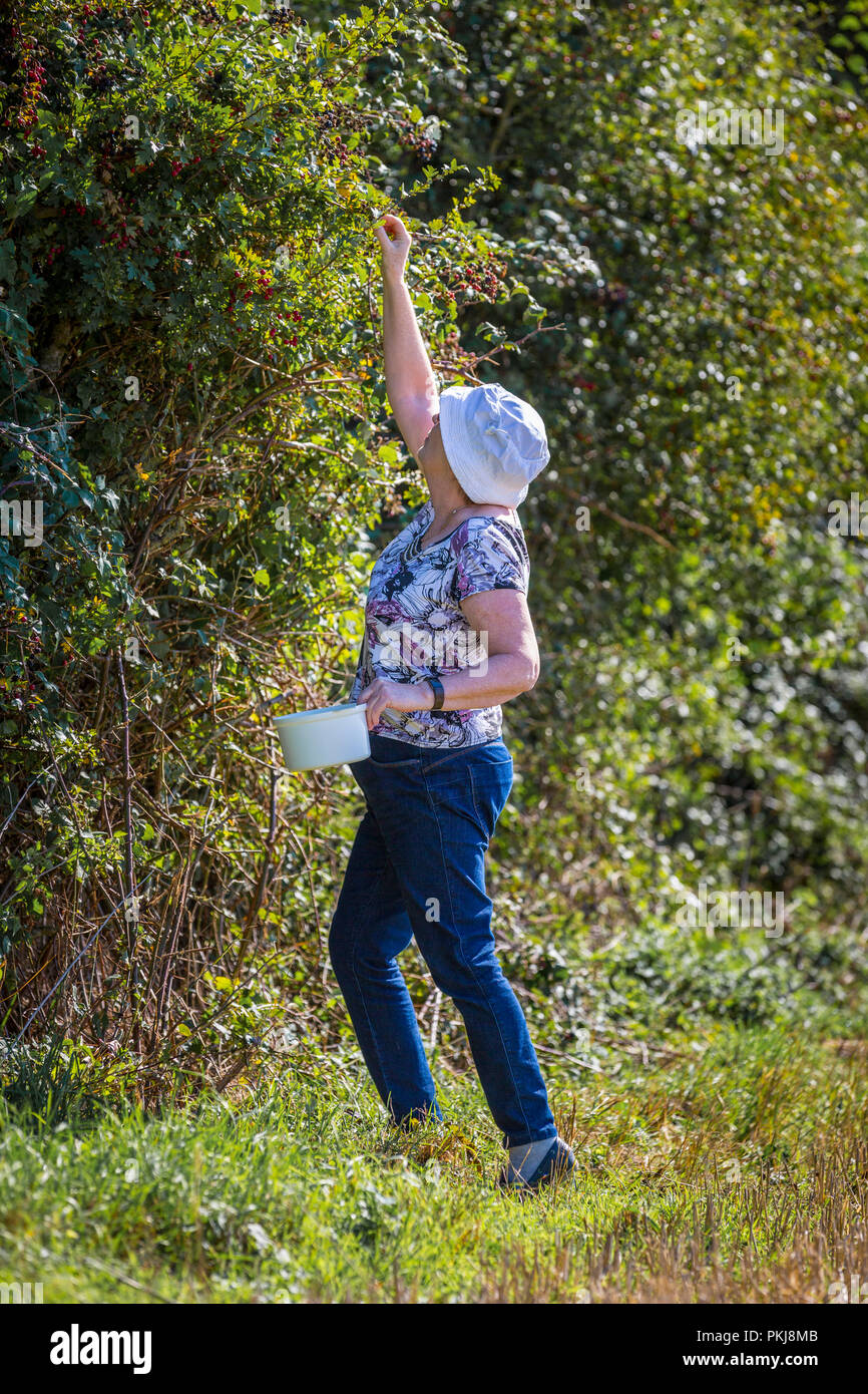 Lady picking Brombeeren aus der Hecke. Suffolk, Großbritannien. Stockfoto